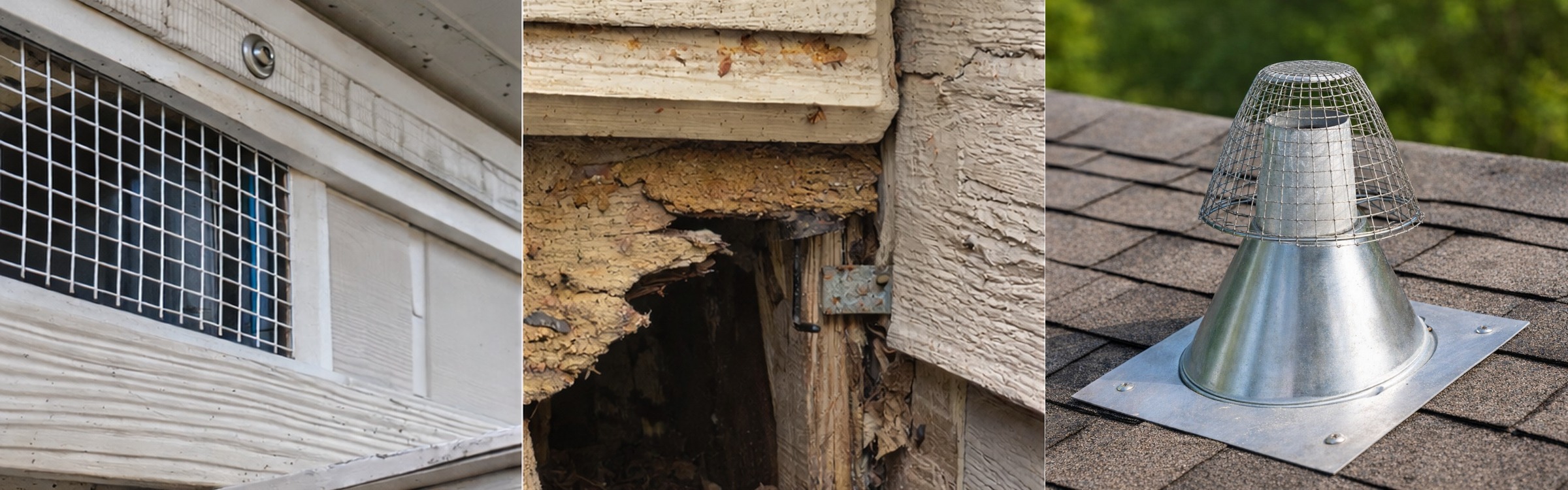 Wire mesh vent, damaged entry point, and sealed exterior gap