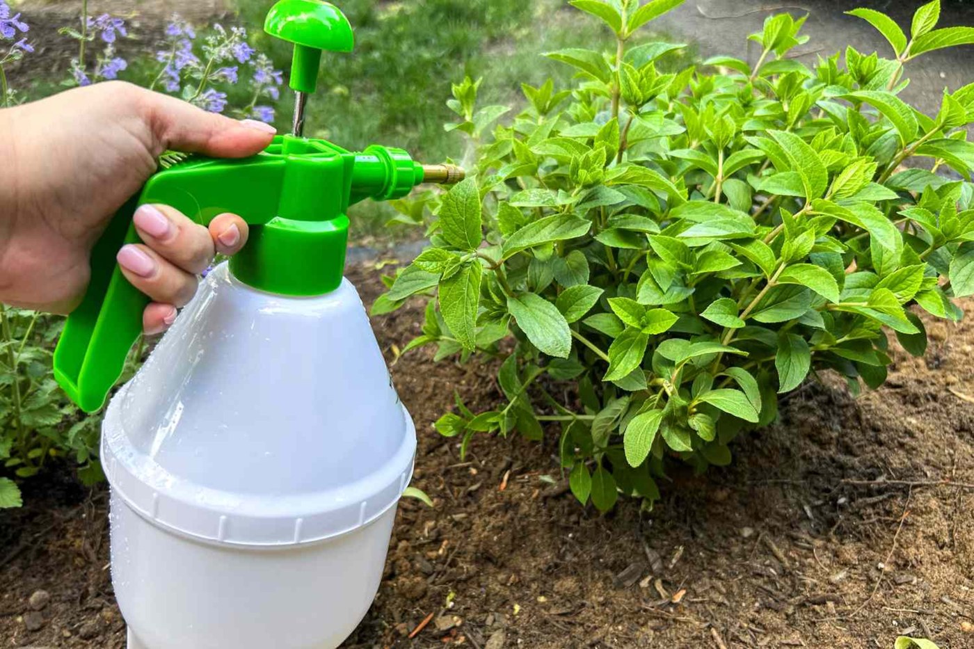 Hand pump sprayer applying a water-based mix to lawn grass