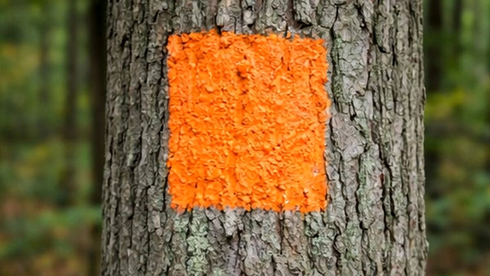 Orange boundary blaze painted on a tree
